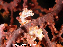 Pymgy buddies at Lembeh Strait by Dave Hunt 